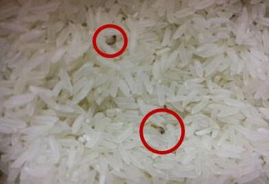 米面生蟲怎么辦?糧食米面除蟲滅蛾子小竅門