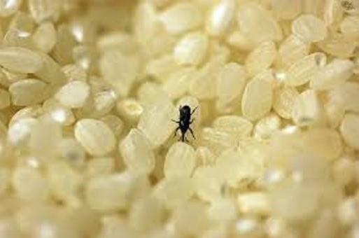 米面生蟲怎么辦?糧食米面除蟲滅蛾子小竅門