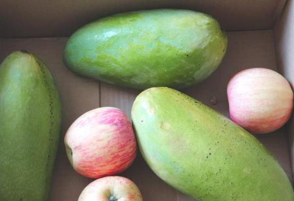 大青芒果硬的能直接吃嗎 怎么辨別青芒果熟沒熟 催熟青芒果妙招
