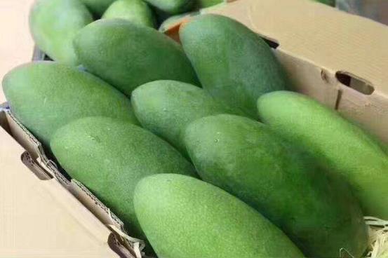 大青芒果硬的能直接吃嗎 怎么辨別青芒果熟沒熟 催熟青芒果妙招