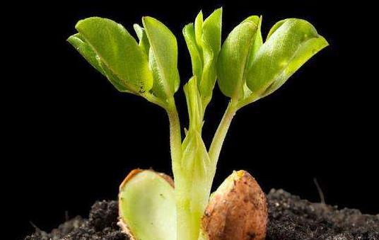 花生發芽了能吃嗎?花生有什么功效及作用?