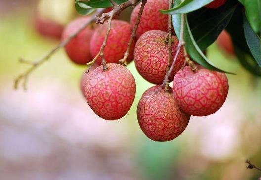 荔枝在冰箱里怎么保存?荔枝放冰箱要蓋毛巾嗎?