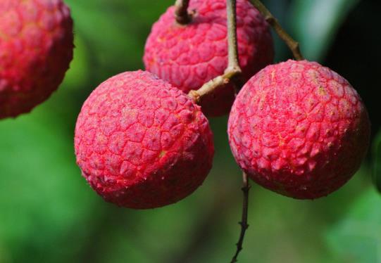 荔枝在冰箱里怎么保存?荔枝放冰箱要蓋毛巾嗎?