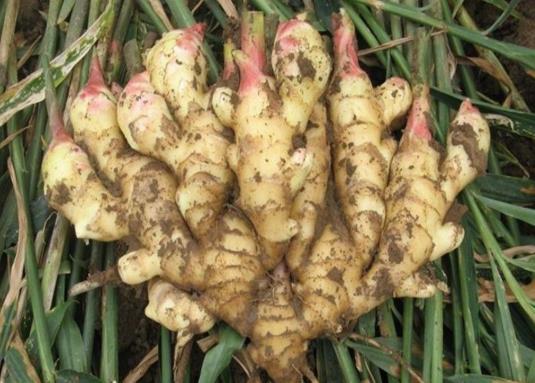 生姜怎么放保存時間長一些?生姜怎么放不會干?