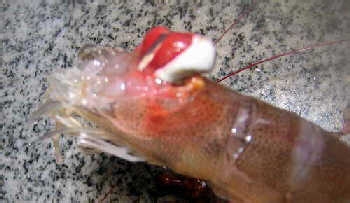 �����r��ϴ����