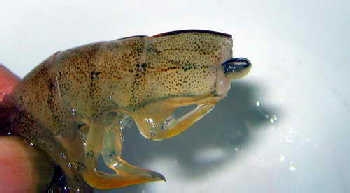 �����r��ϴ����