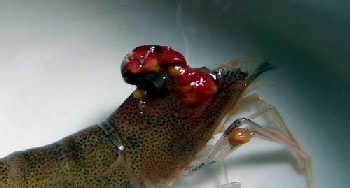 �����r��ϴ����