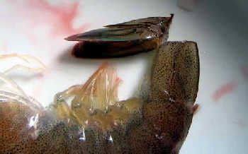 �����r��ϴ����