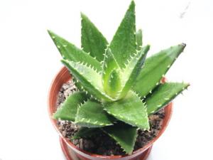 蘆薈怎么養?蘆薈養殖的注意事項