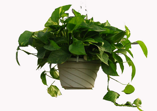 綠蘿葉子發黃怎么辦?綠蘿怎么養?