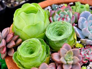 多肉植物怎么養？如何給多肉植物澆水？