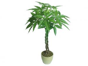 發財樹葉子發黃的原因-發財樹葉子發黃怎么辦？