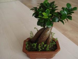 榕樹盆景怎么養?榕樹盆景如何進行病蟲害防治