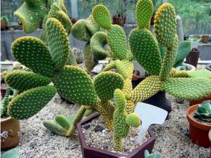 仙人球怎么養?仙人球防輻射嗎?