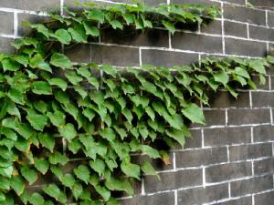 室內(nèi)種植物對人體有哪些好處?芳香植物的作用