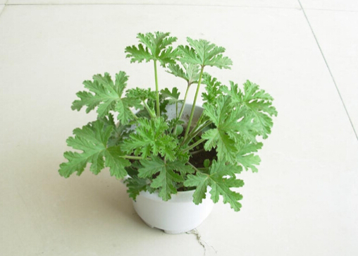 ��ò���ʲô����ò���ô�B��