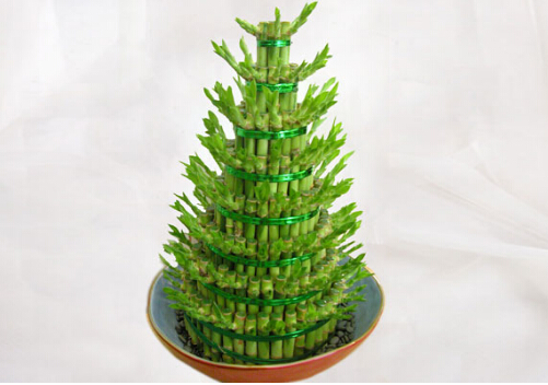 富貴竹葉子發黃怎么辦?富貴竹怎么水養?