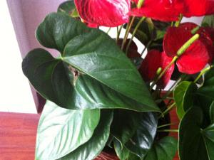 紅掌葉子發黃是什么原因？紅掌的養殖方法