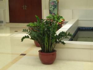 金錢樹葉子發黃的原因-金錢樹的養殖方法