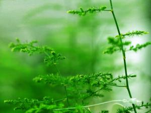 文竹葉子發(fā)黃怎么辦-文竹怎么養(yǎng)?