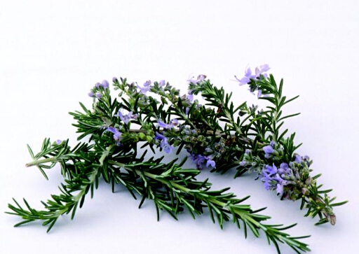 迷迭香的功效與作用-迷迭香怎么養?