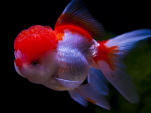 金魚吃什么？金魚吃多了怎么辦？