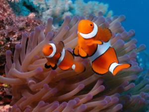 小丑魚(yú)怎么養(yǎng)？小丑魚(yú)常見(jiàn)疾病如何治療？