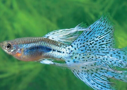 鳳尾魚怎么養?鳳尾魚養殖的注意事項