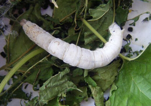 �Q������ô�B�����ι�B�Q������