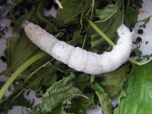 蠶寶寶怎么養？如何喂養蠶寶寶？