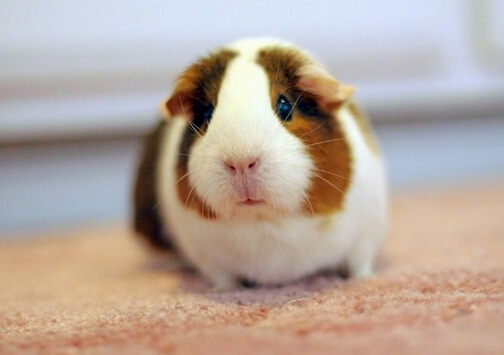 ���m�i��ô�B(y��ng)�����m�i���B(y��ng)ֳ����