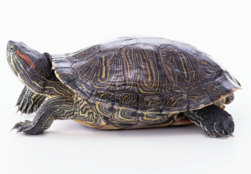 �������Ľ�B-��������ô�B��