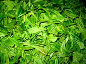 怎樣貯存新茶？新茶葉怎樣保存？茶葉保存方法