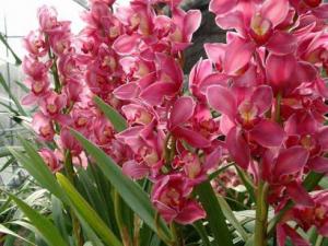 什么花適合放在室內？適合居室擺放的九種花卉