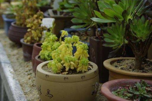 家庭養植物漚肥的材料有哪些?如何自制家用養花肥料