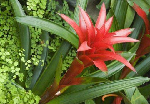 自制有機肥有很大的臭味怎么辦