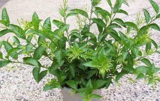 驅蚊的植物推薦