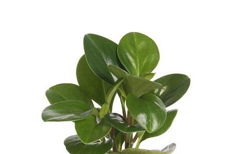 橡皮樹有毒嗎 橡皮樹可以放臥室嗎 橡皮樹好養嗎