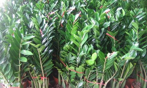 雪鐵芋有毒嗎 雪鐵芋適合放臥室嗎 雪鐵芋好養(yǎng)嗎