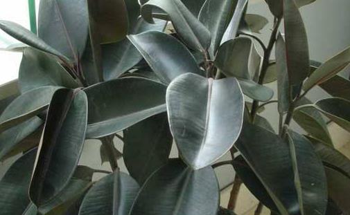 橡皮樹有毒嗎 橡皮樹可以放臥室嗎 橡皮樹好養嗎