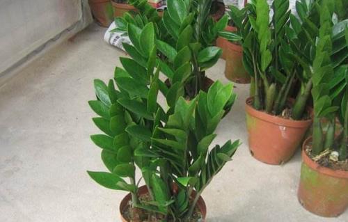 雪鐵芋有毒嗎 雪鐵芋適合放臥室嗎 雪鐵芋好養(yǎng)嗎