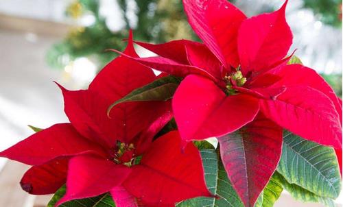 一品紅有毒嗎 一品紅可以放臥室嗎 一品紅好養嗎