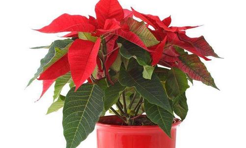 一品紅有毒嗎 一品紅可以放臥室嗎 一品紅好養嗎
