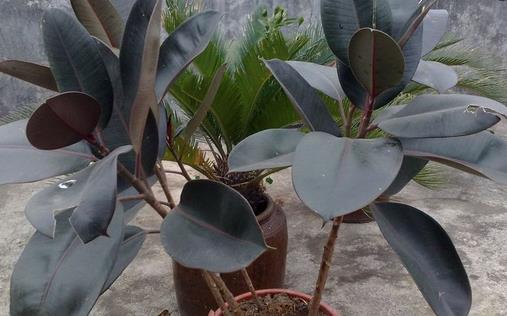 橡皮樹有毒嗎 橡皮樹可以放臥室嗎 橡皮樹好養嗎