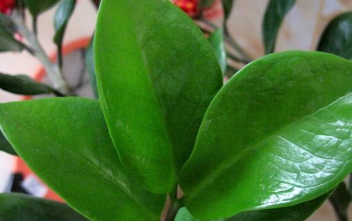 雪鐵芋有毒嗎 雪鐵芋適合放臥室嗎 雪鐵芋好養(yǎng)嗎