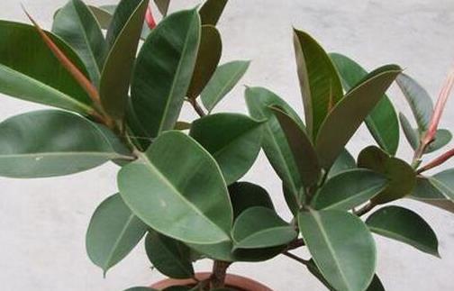 橡皮樹有毒嗎 橡皮樹可以放臥室嗎 橡皮樹好養嗎