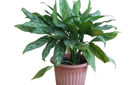 萬年青有毒嗎 萬年青怎么養 萬年青可以煲湯嗎