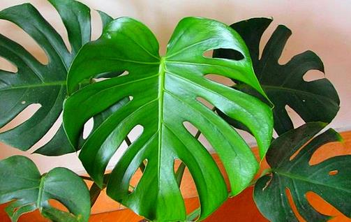 龜背竹有毒嗎 水培龜背竹葉子發(fā)黃怎么辦