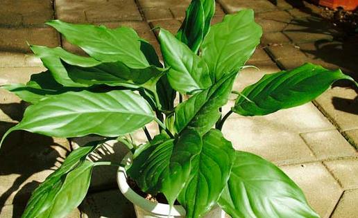 萬年青有毒嗎 萬年青怎么養 萬年青可以煲湯嗎