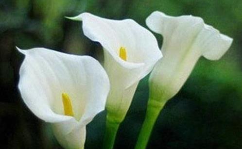 馬蹄蓮有毒嗎 馬蹄蓮怎么養 馬蹄蓮能放在臥室嗎